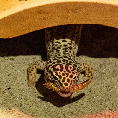 Gecko léopard - De Zonnegloed - Refuge pour animaux